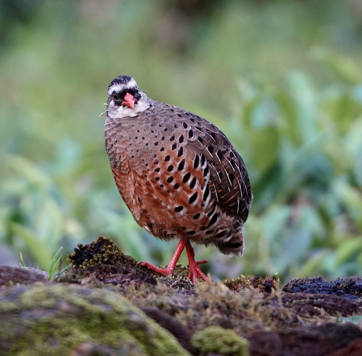 Painted Bush-Quail - Sheila Mathai