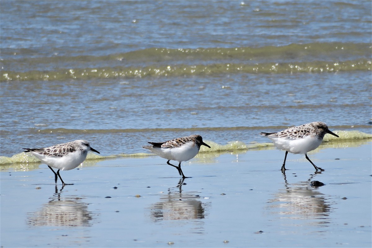 Sanderling - Adrian Dorst