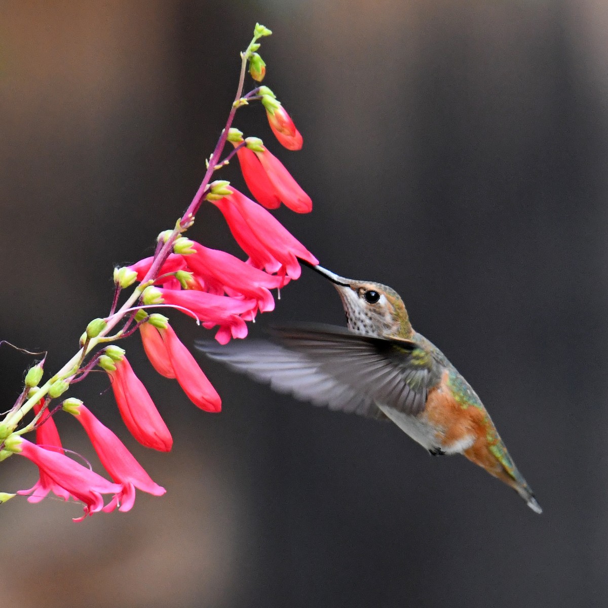 Rufous Hummingbird - Marilyn Hedges