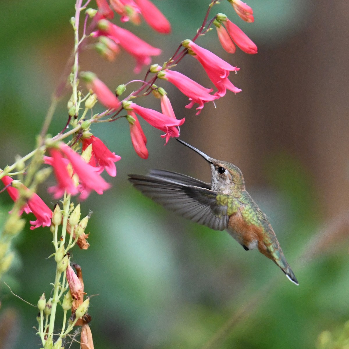 Rufous Hummingbird - ML587082061