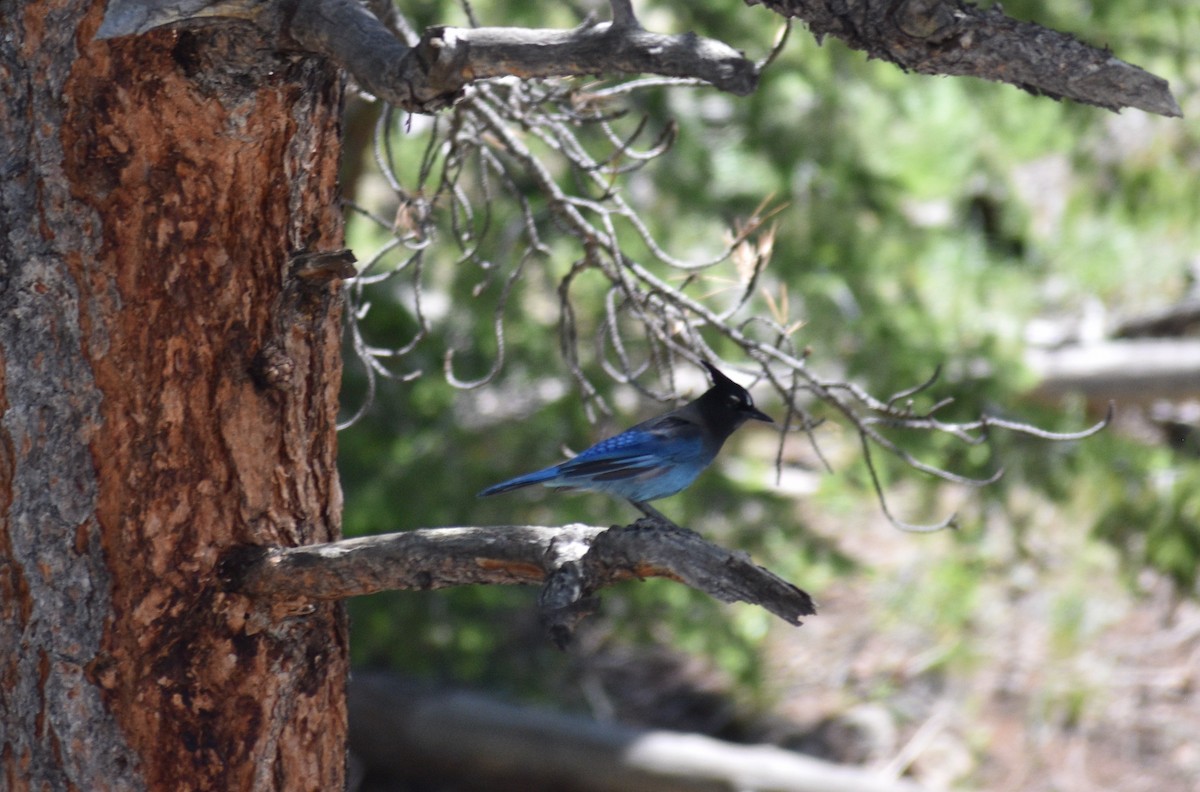 Steller's Jay - ML587082331