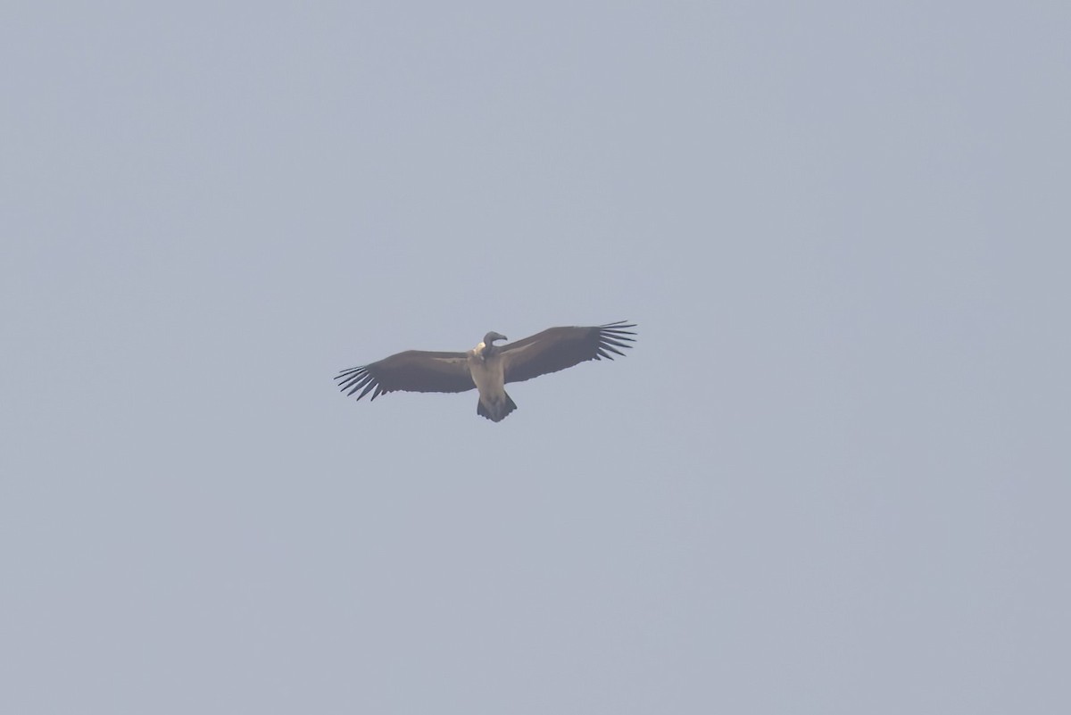 Slender-billed Vulture - Po-Wei Chi
