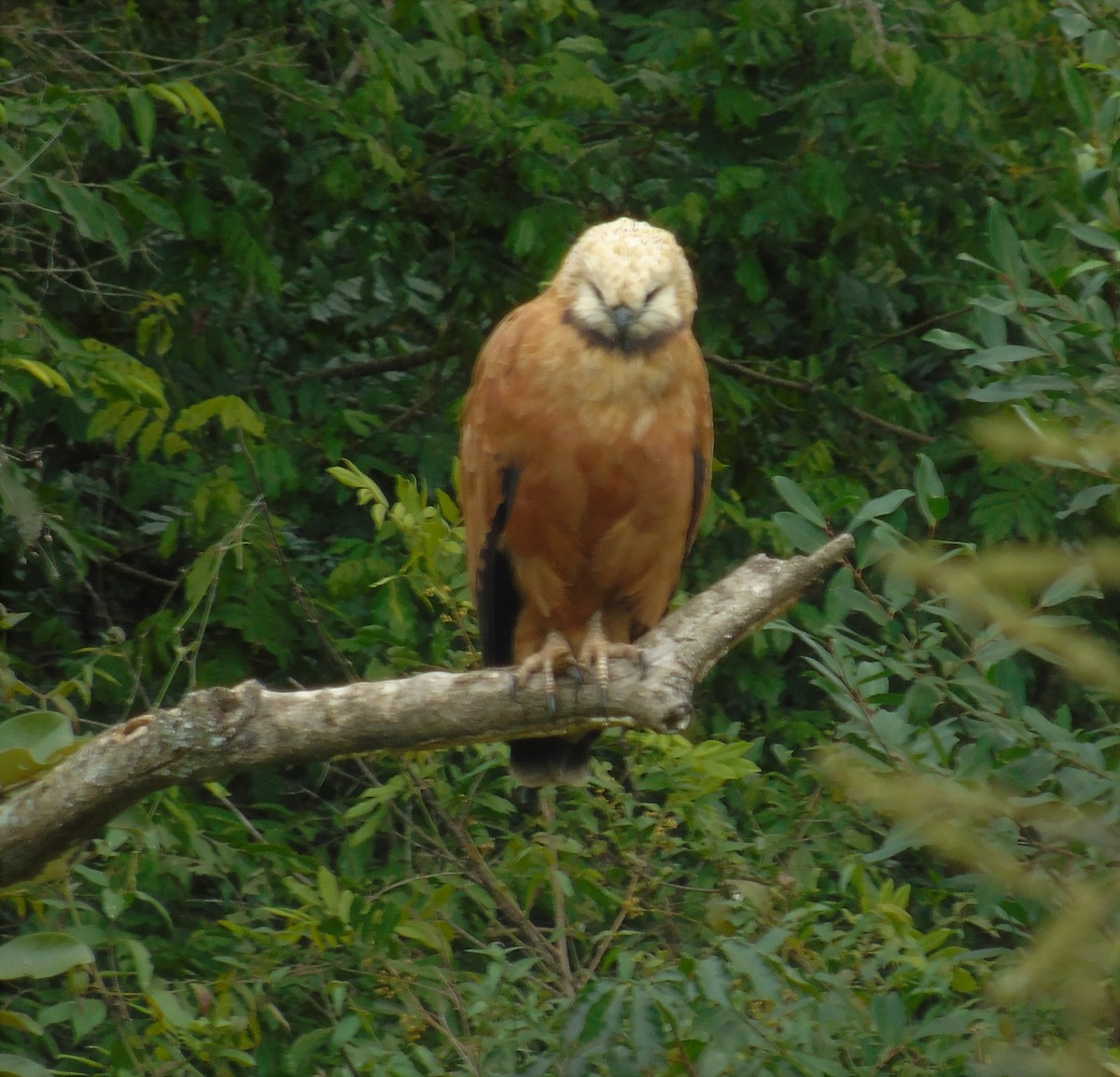 Black-collared Hawk - Oliver Kohler