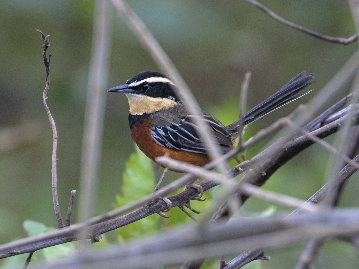 Weißflügel-Bandvogel - ML587084861