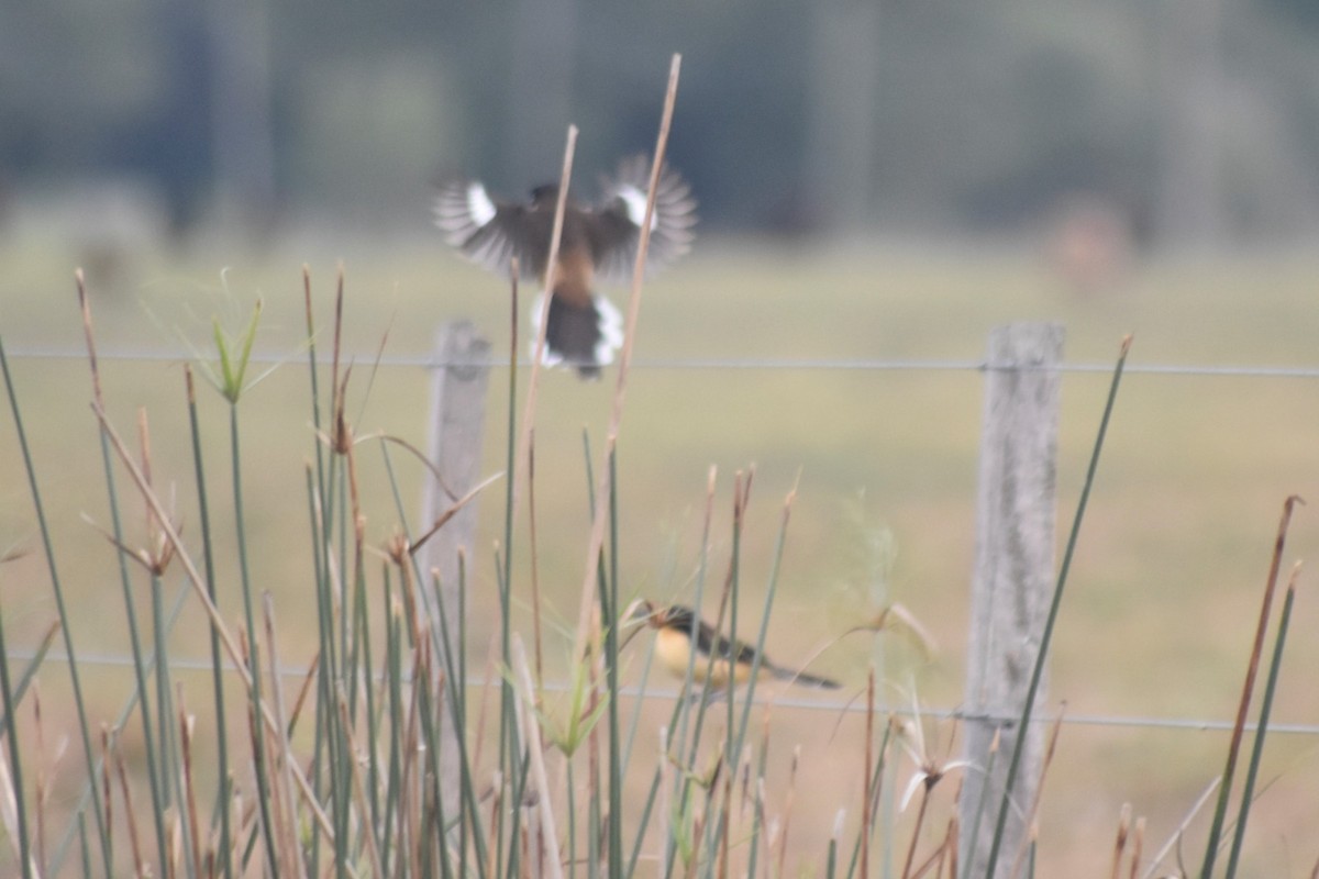 Black-capped Donacobius - ML587085191