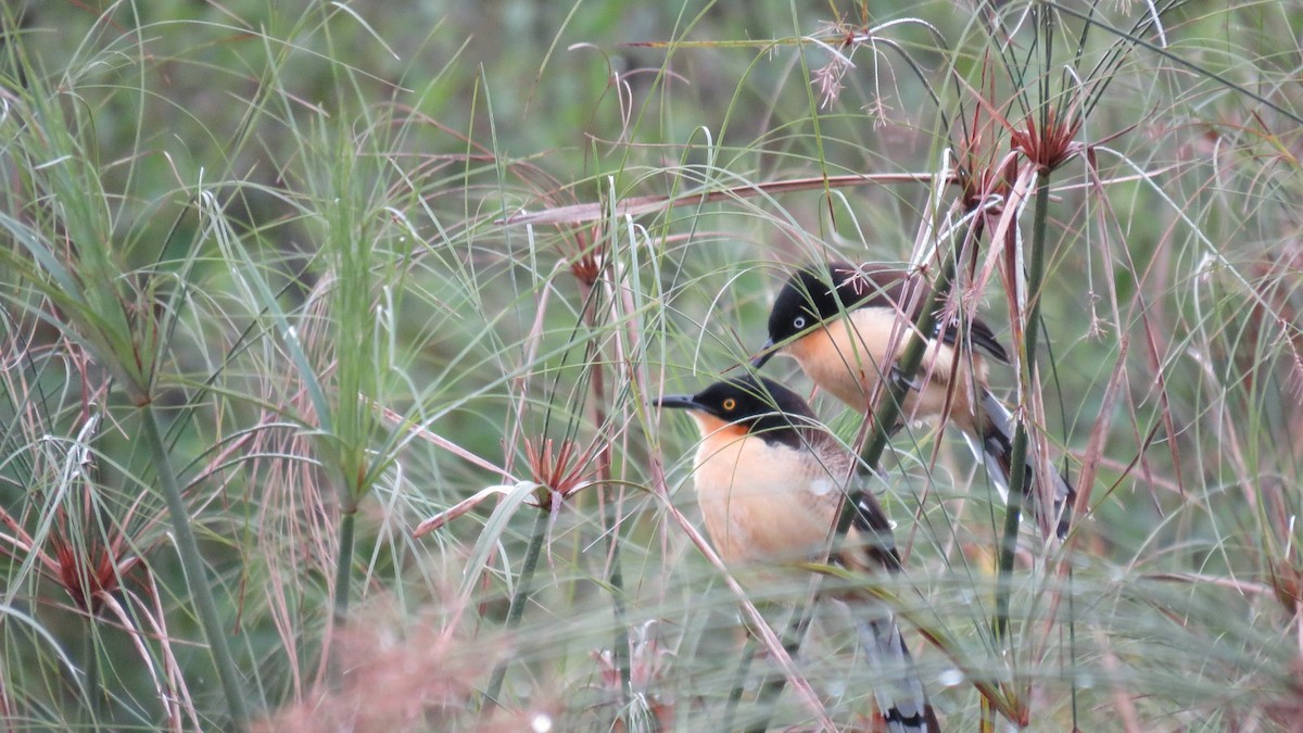 Black-capped Donacobius - Anonymous