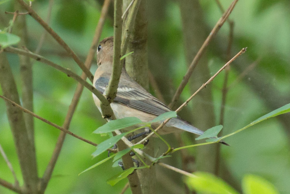 Lazuli Bunting - ML58708581