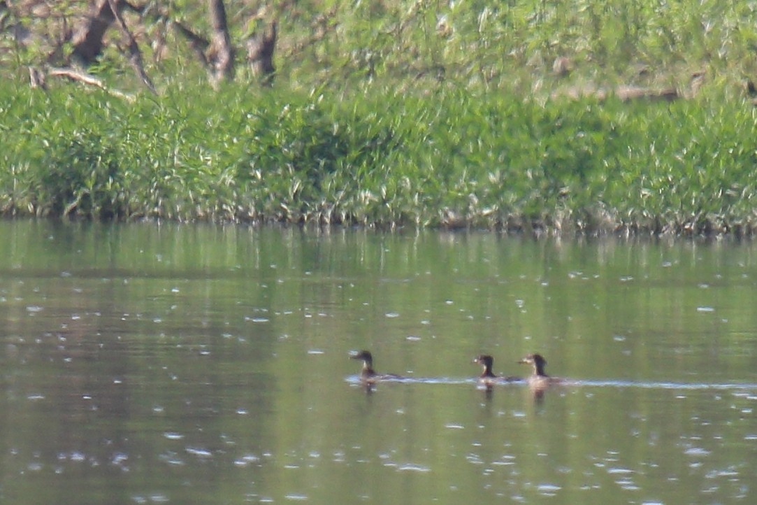 Hooded Merganser - Andrew Elgin