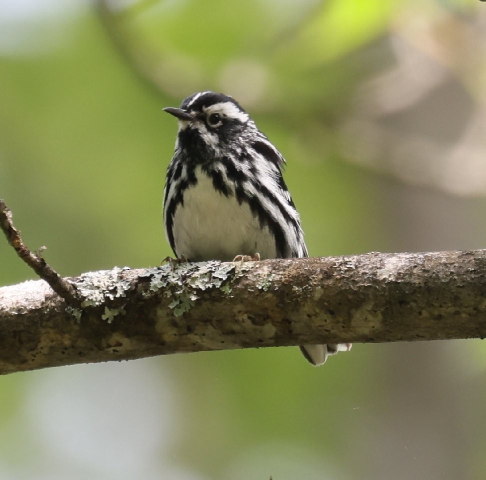 Black-and-white Warbler - Wendy Howes