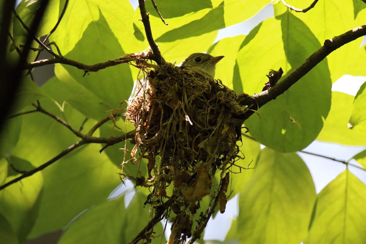 Acadian Flycatcher - Andrew Elgin