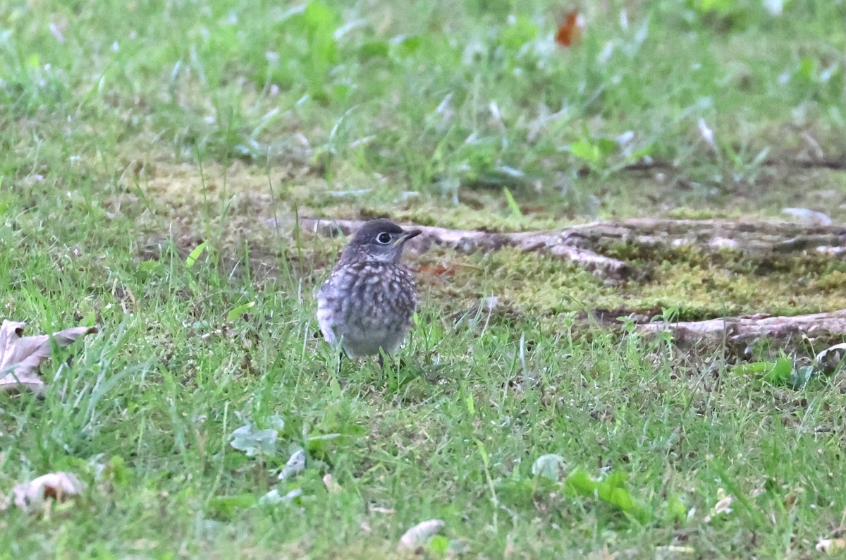 Eastern Bluebird - ML587087921