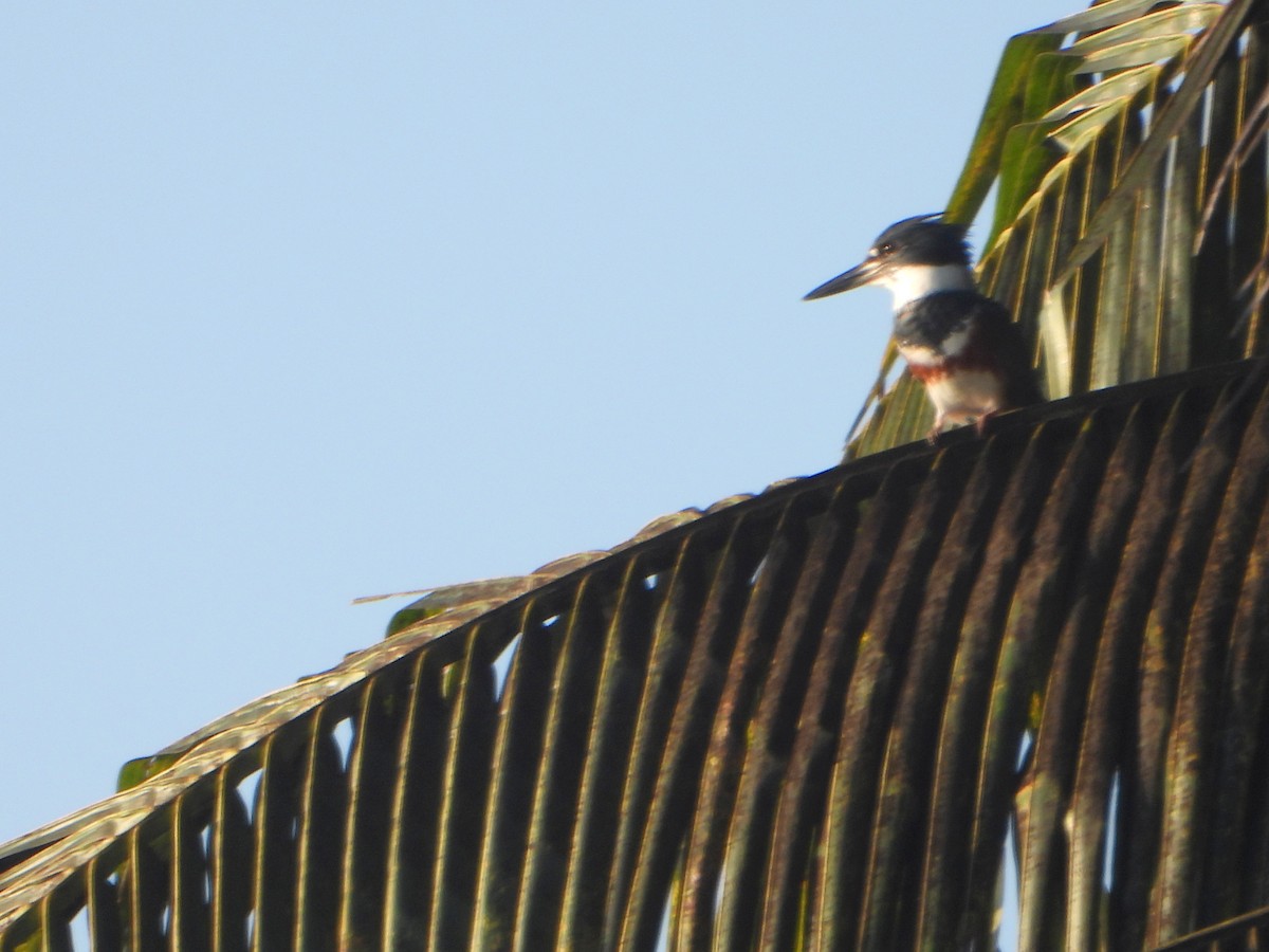 Belted Kingfisher - ML587088451