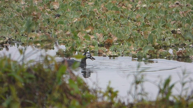 White-tufted Grebe - ML587088571