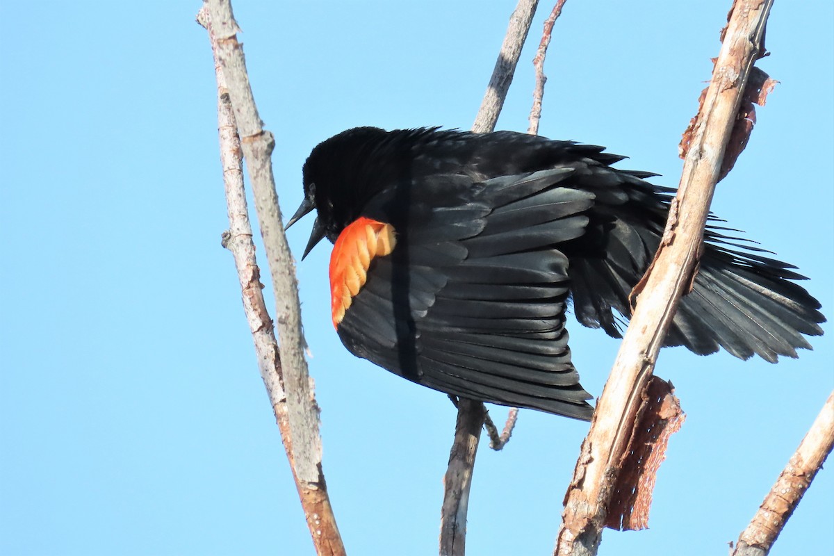Red-winged Blackbird - Del Nelson