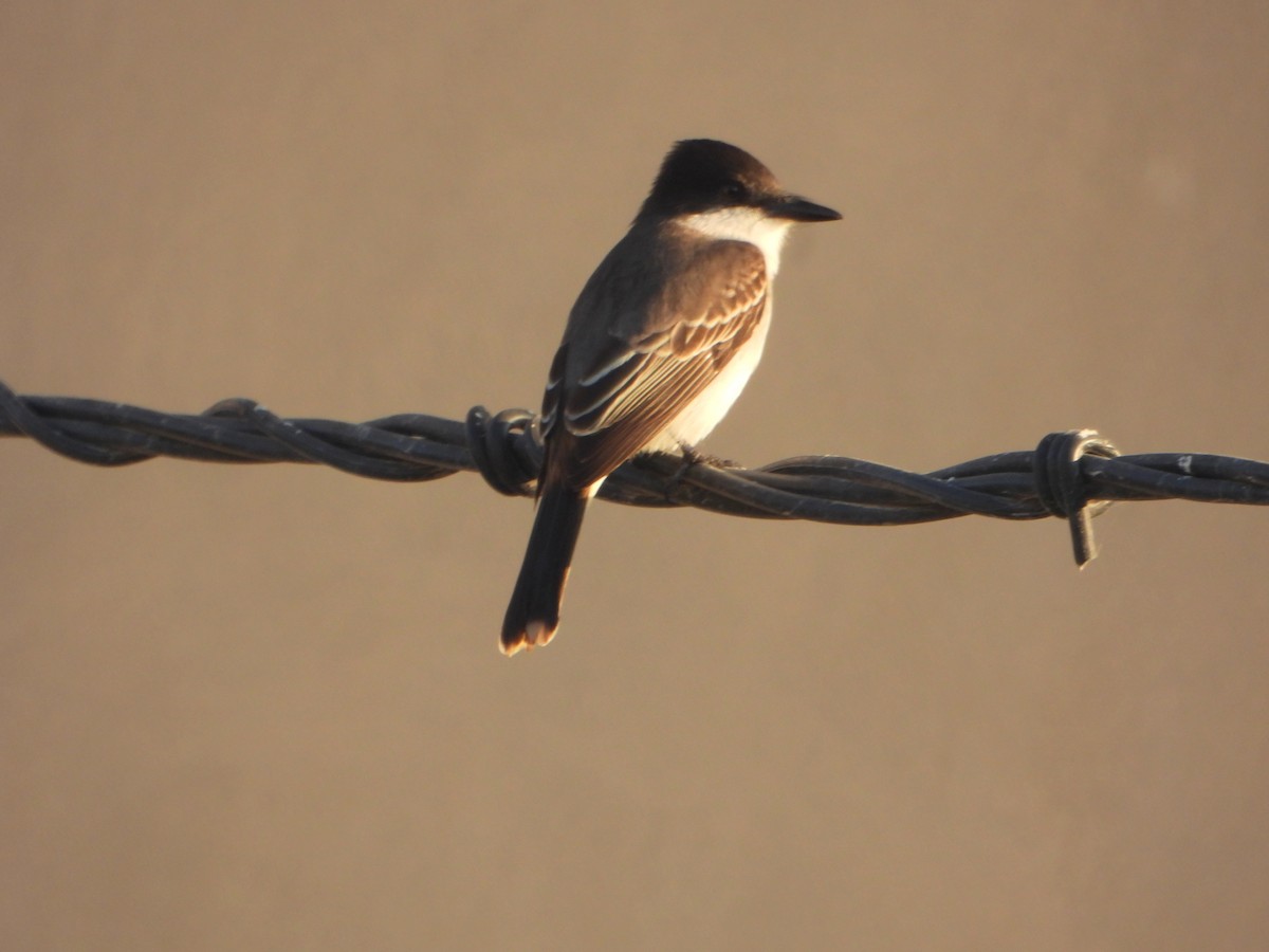 karibkongetyrann (caudifasciatus gr.) - ML587088681