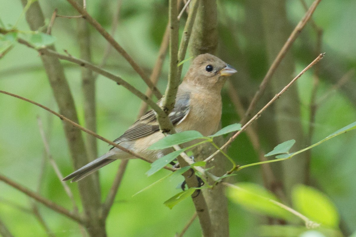 Lazuli Bunting - Patrick Van Thull