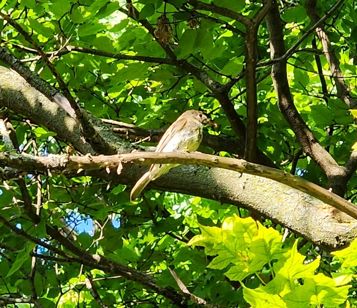 tyranovec domácí - ML587091221