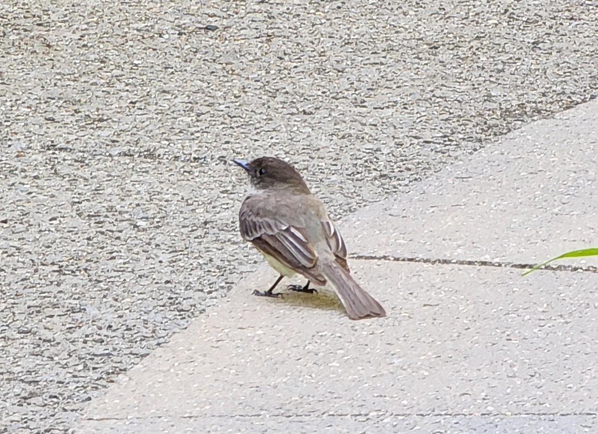 tyranovec domácí - ML587091231