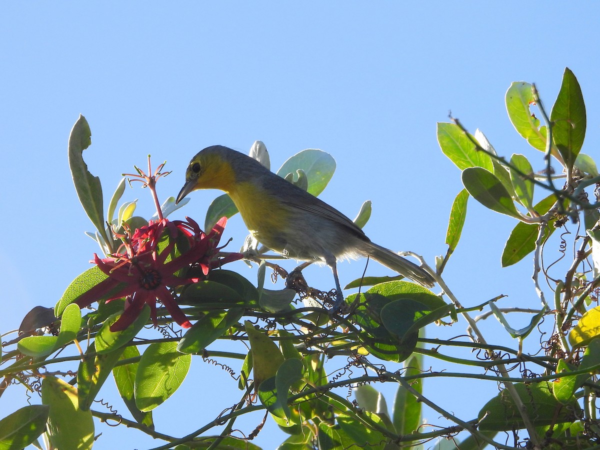 Oriente Warbler - ML587092571