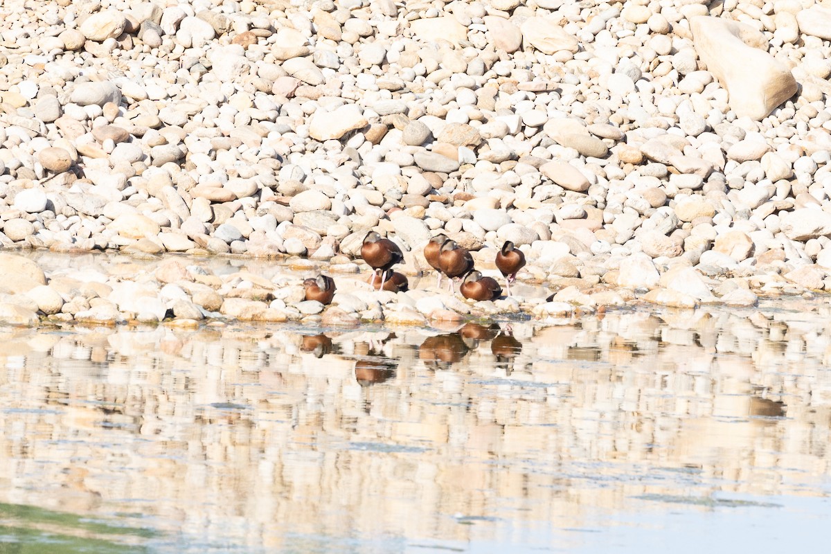 Black-bellied Whistling-Duck - ML587093101