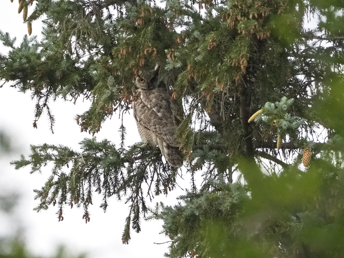 Great Horned Owl - ML587093421