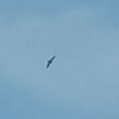 Broad-winged Hawk (Northern) - Justin Rink