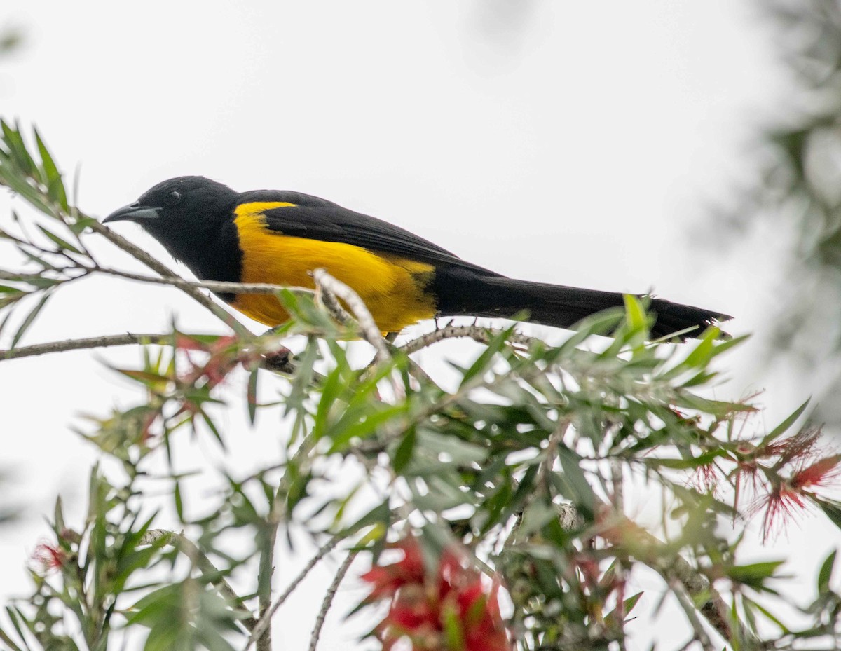 Black-vented Oriole - Philip Reimers