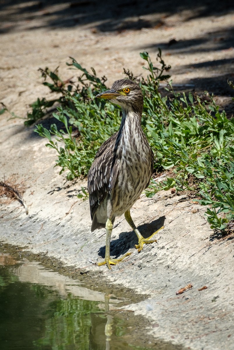 Black-crowned Night Heron - Nick Cohen