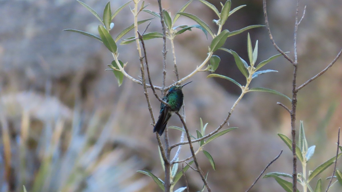 Sparkling Violetear - ML587095531