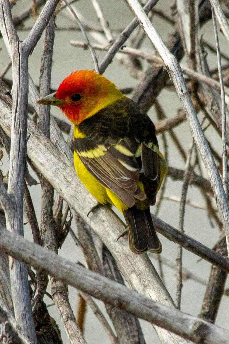 Western Tanager - ML587096711