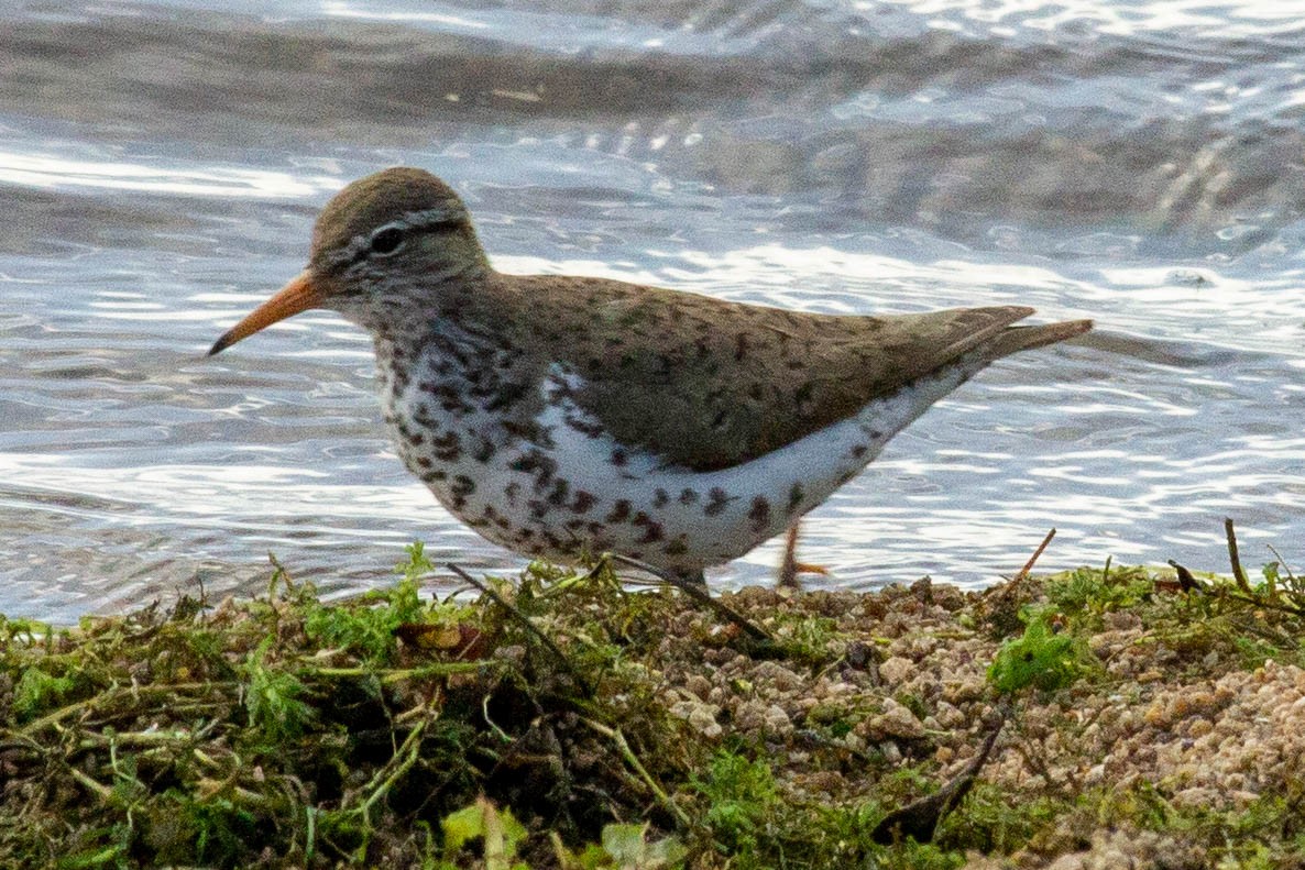 Spotted Sandpiper - ML587096771