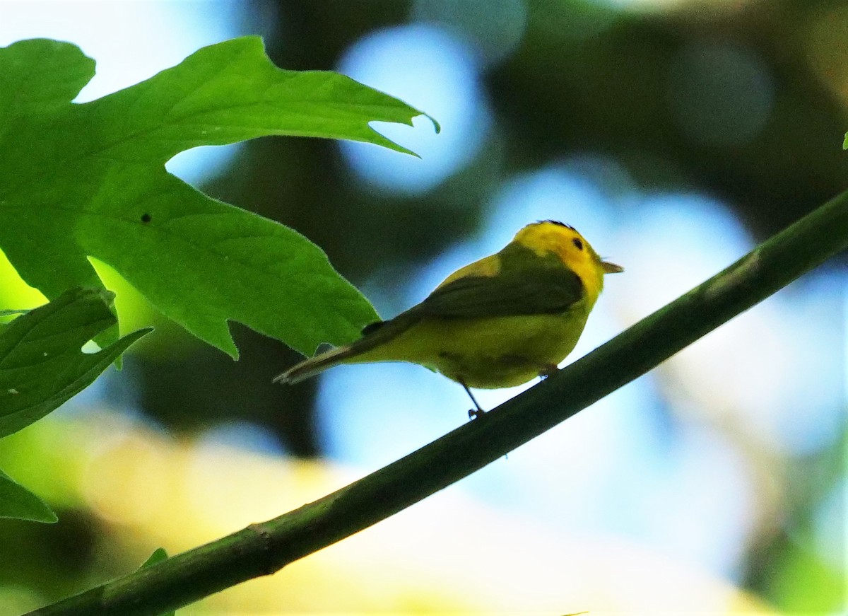 Wilson's Warbler - ML587097341