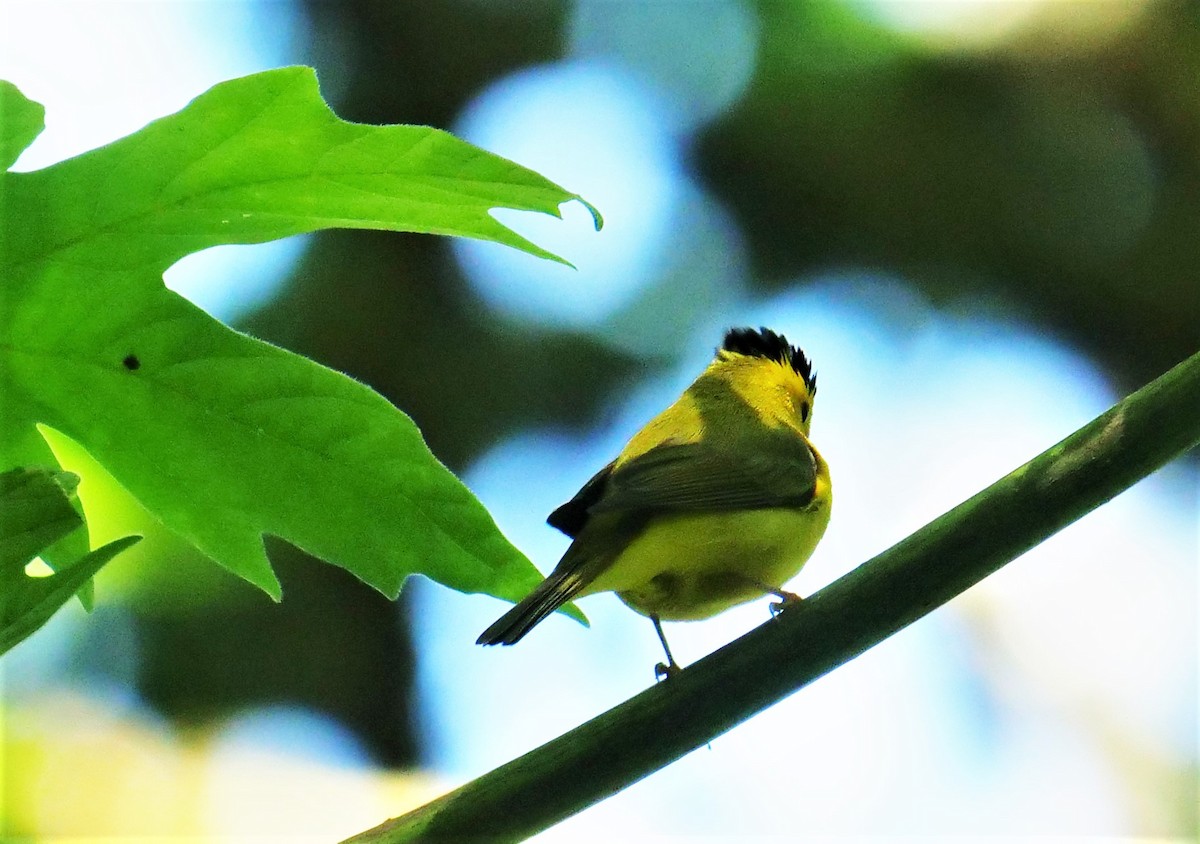 Wilson's Warbler - ML587097351