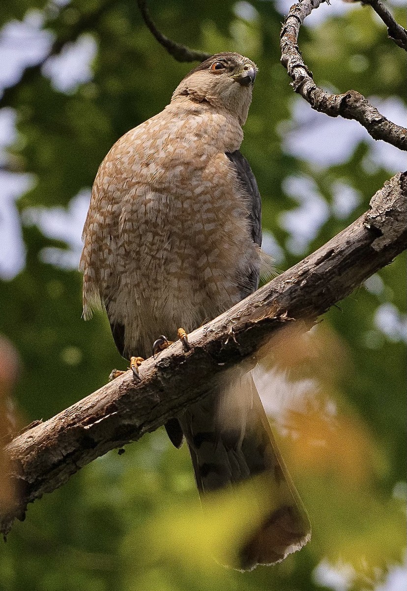 Cooper's Hawk - Beth Miller