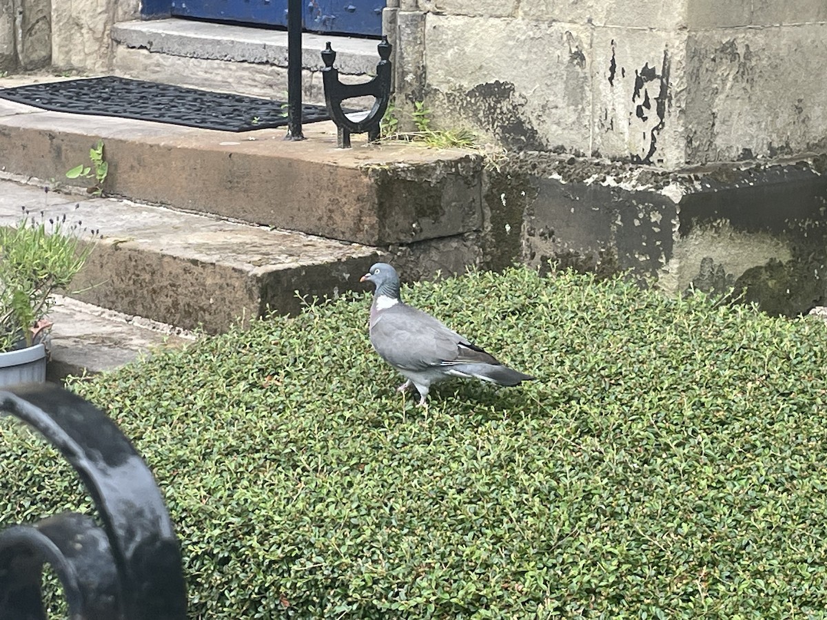 Common Wood-Pigeon - ML587097571