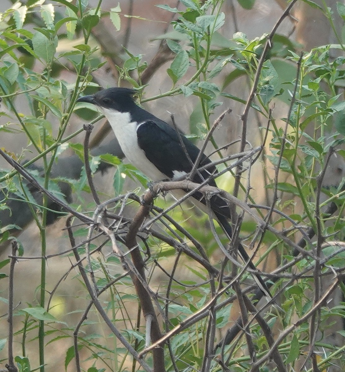 斑翅鳳頭鵑 - ML587098091