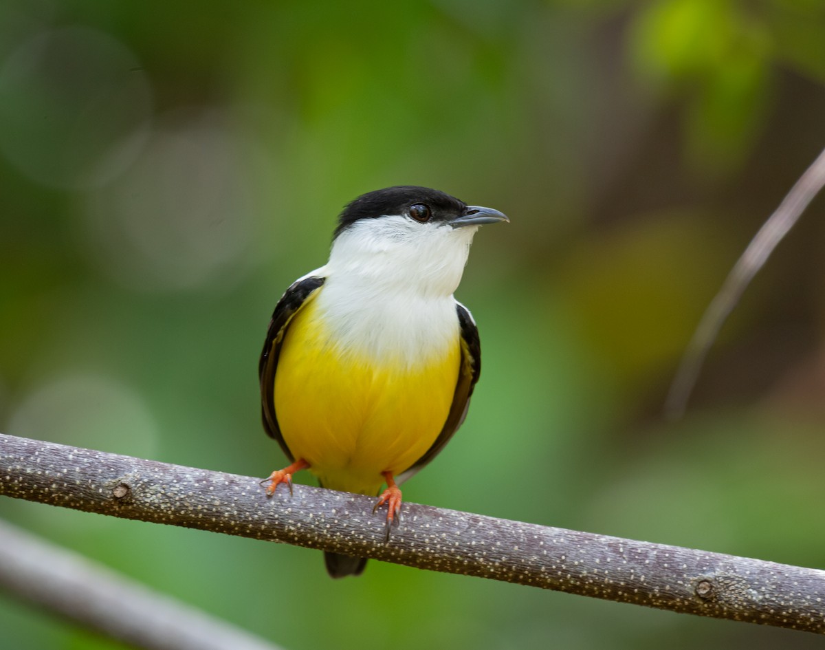 White-collared Manakin - Daniel Mérida