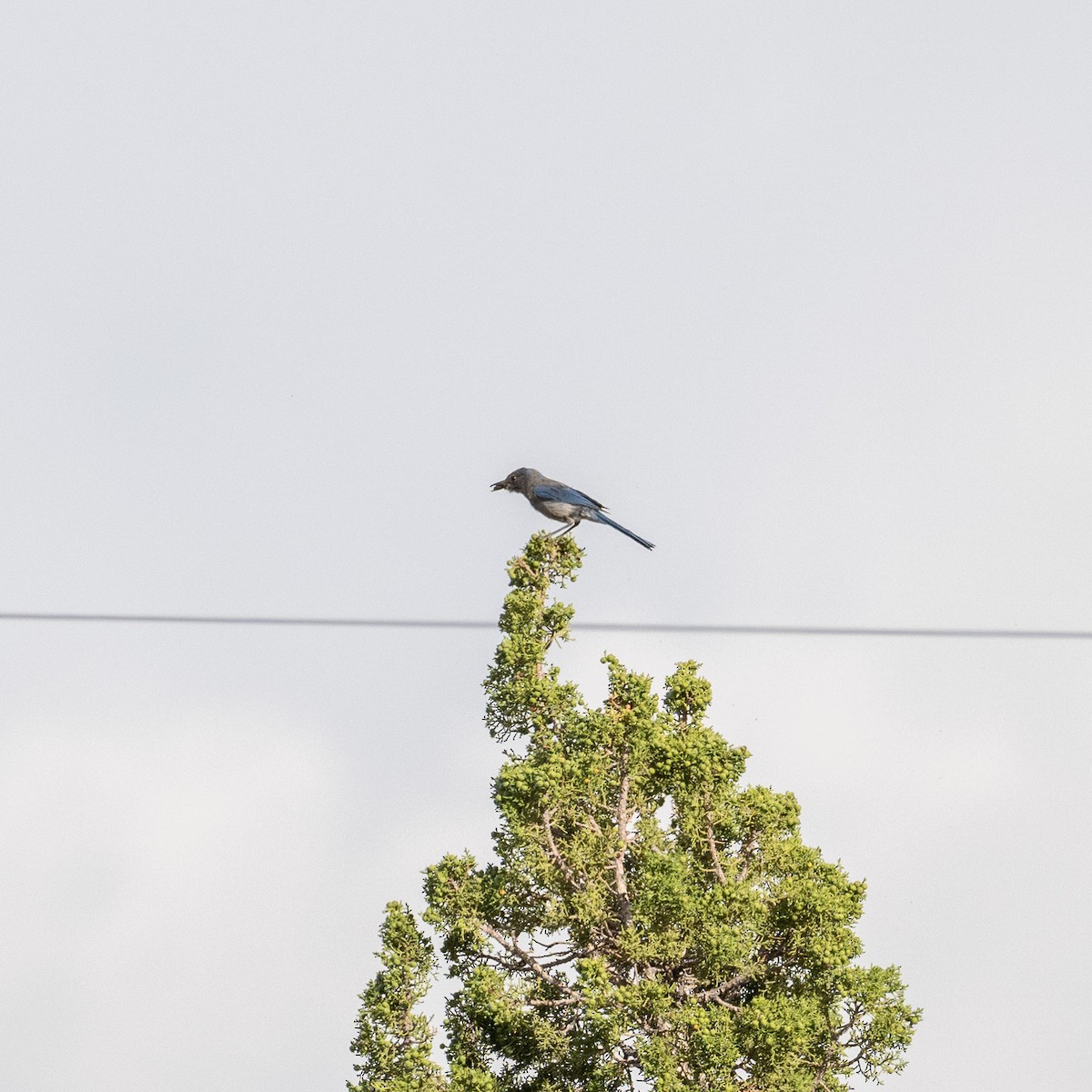 Woodhouse's Scrub-Jay - ML587099331