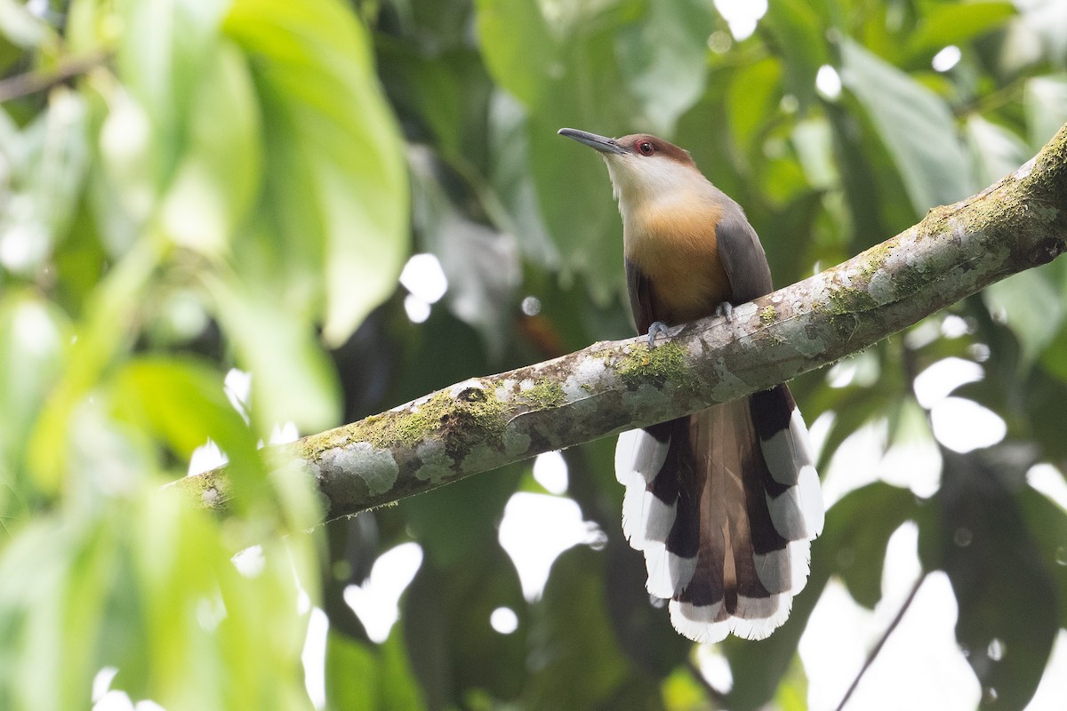 Jamaican Lizard-Cuckoo - ML587099871