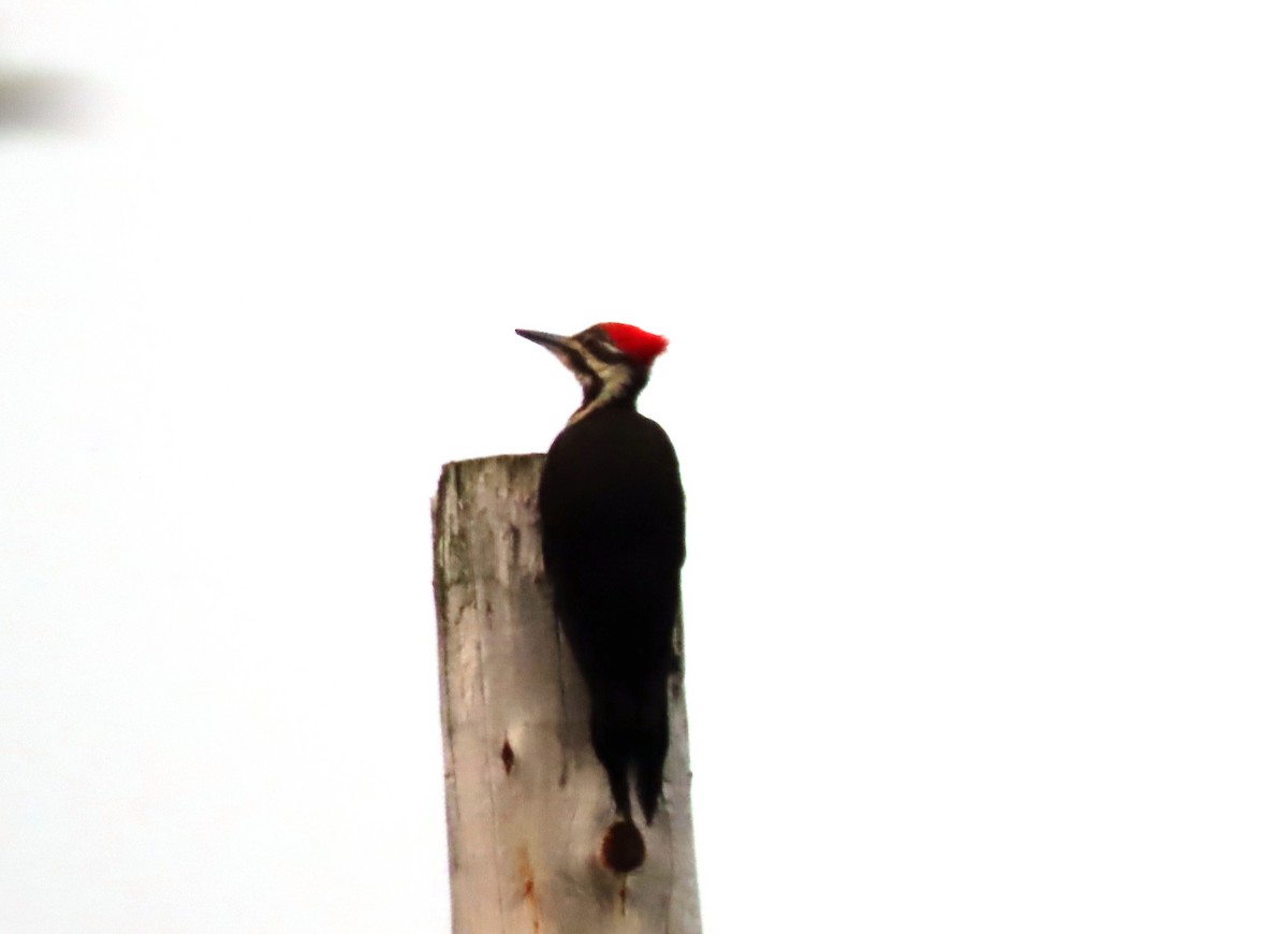 Pileated Woodpecker - ML587100041