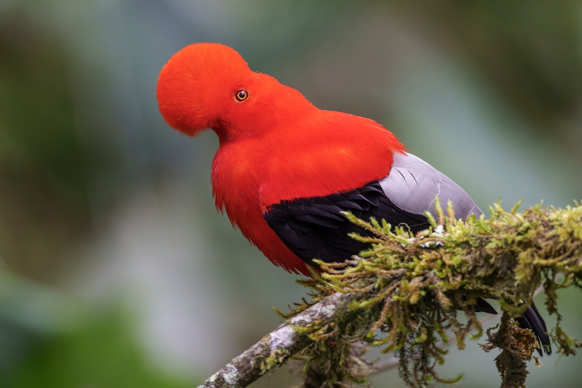 Andean Cock-of-the-rock - Jeff Hapeman