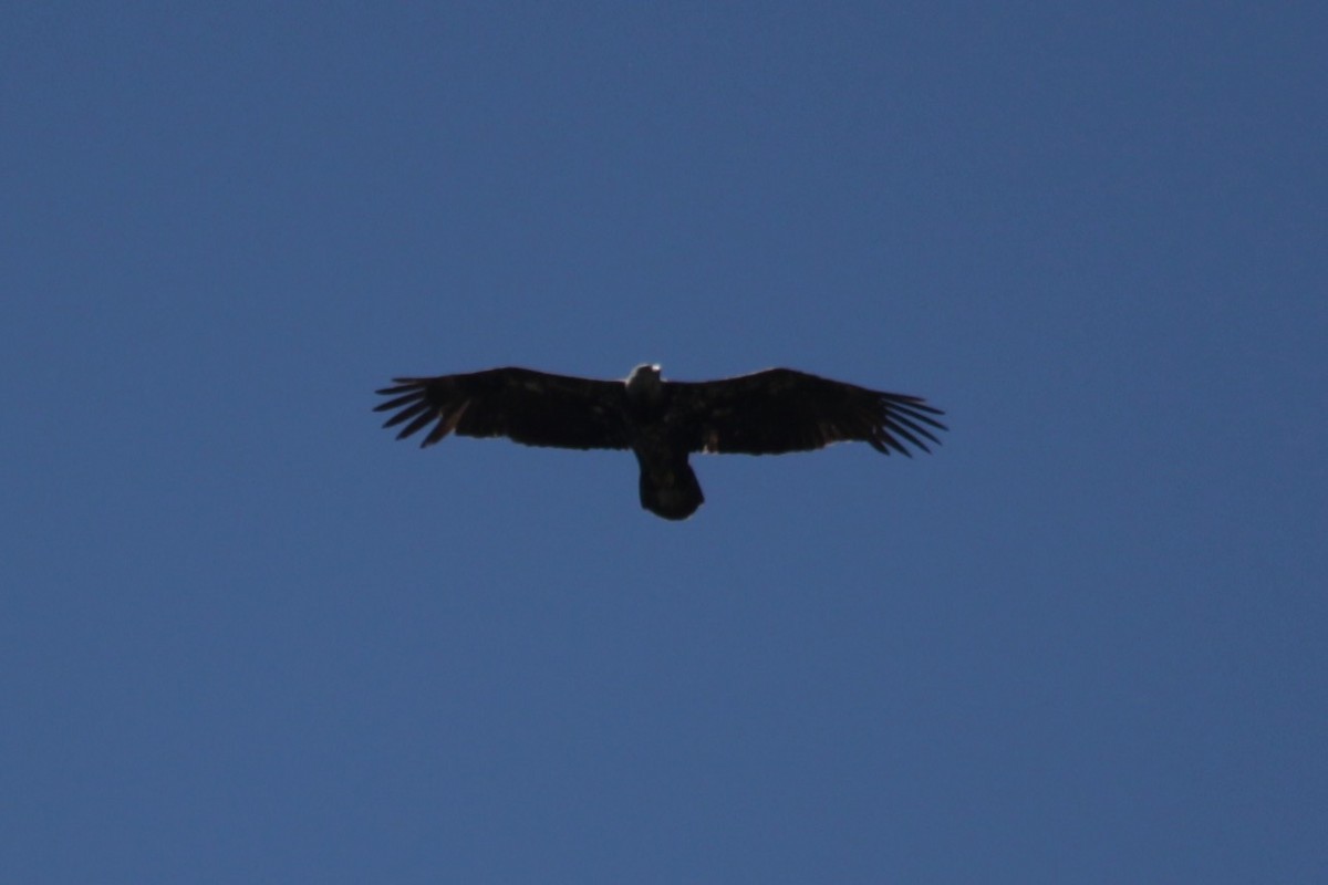 Bald Eagle - ML58710021