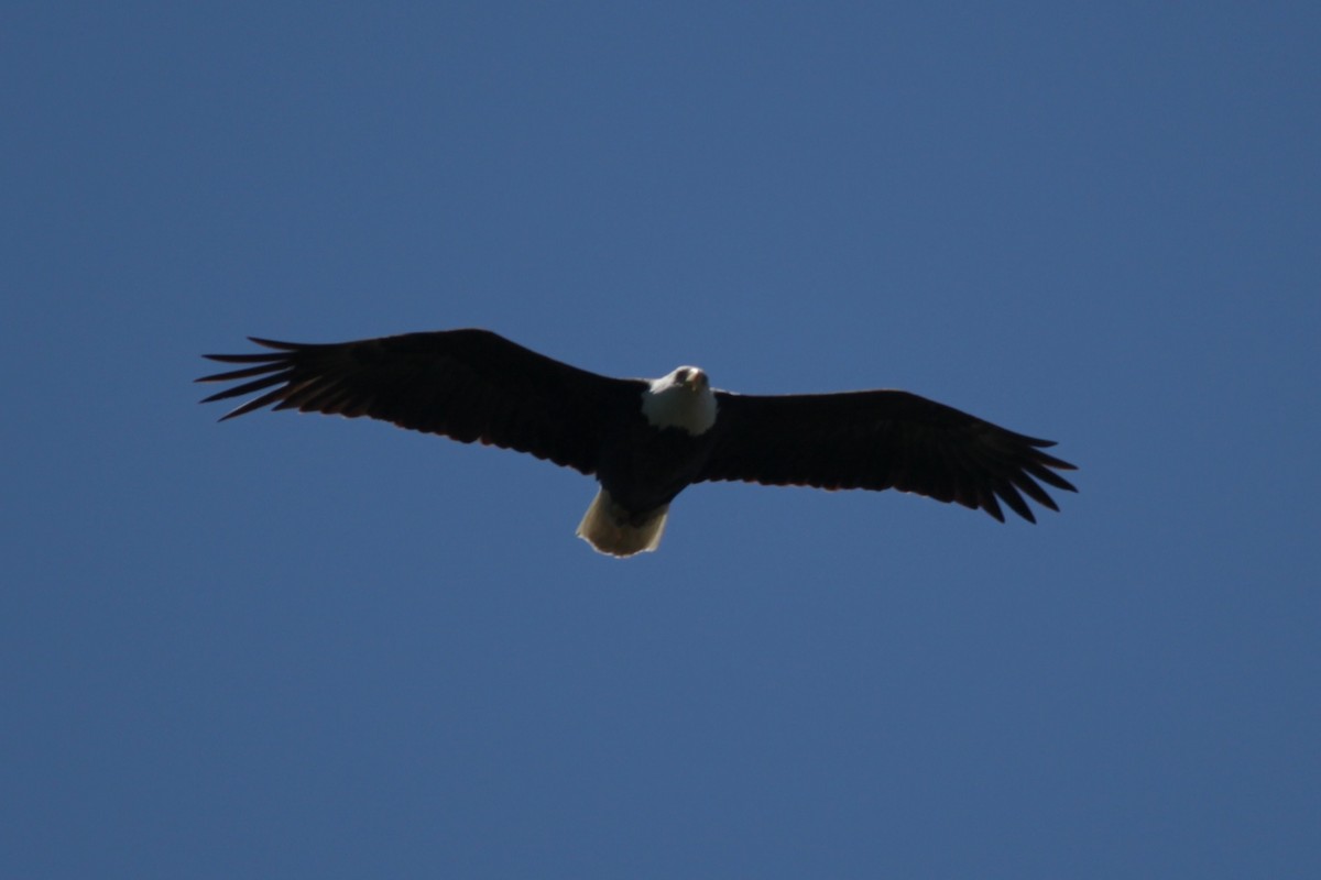 Weißkopf-Seeadler - ML58710031