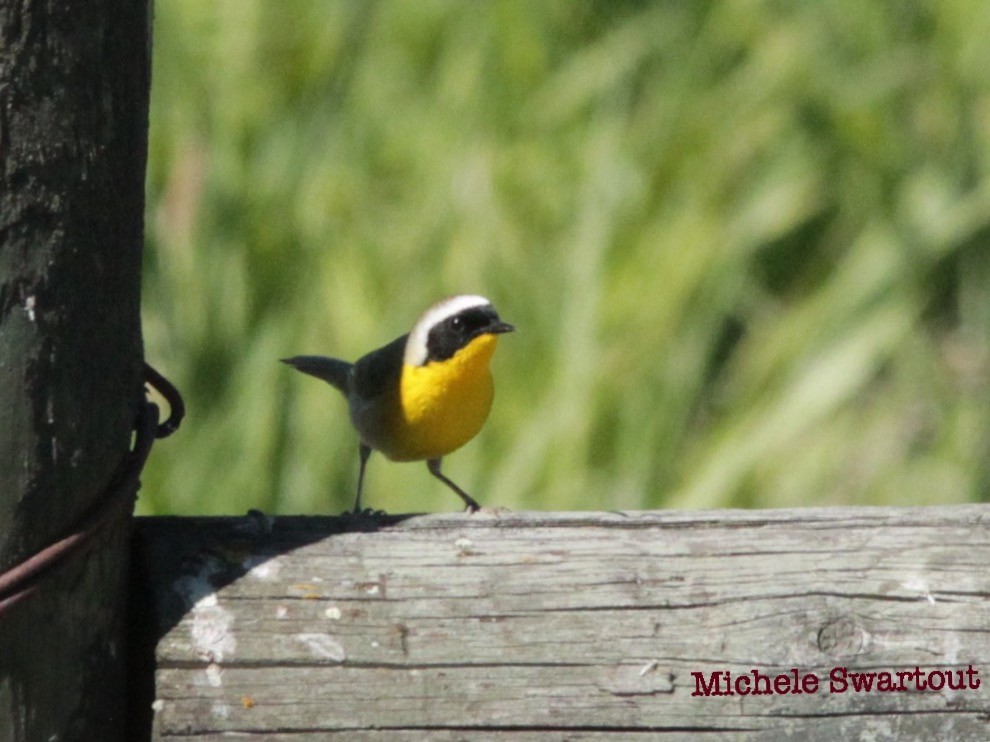 Paruline masquée - ML58710071