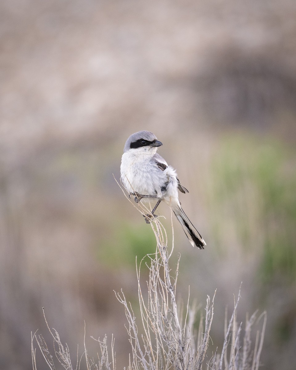 Pie-grièche migratrice - ML587100821