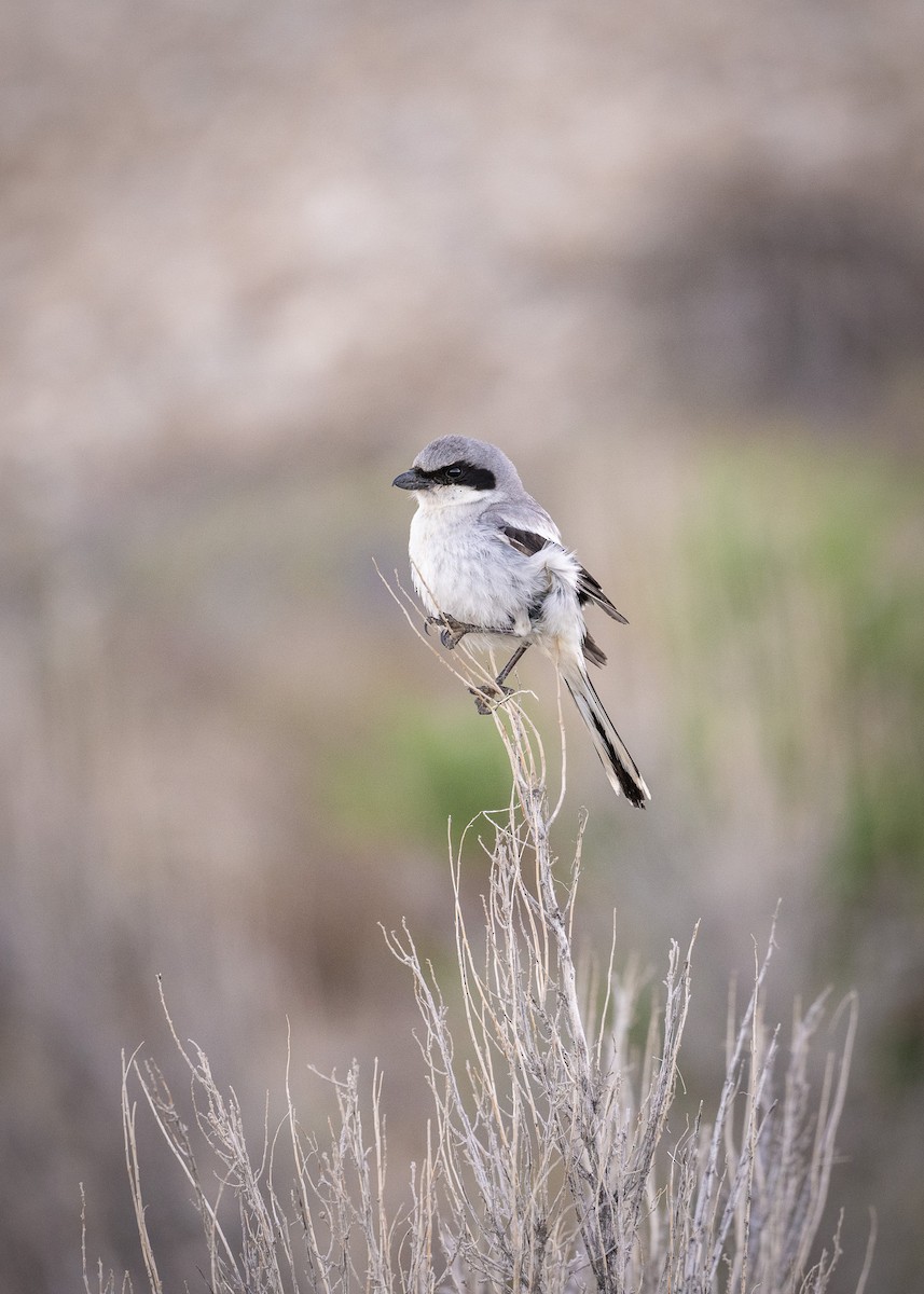 Pie-grièche migratrice - ML587100831