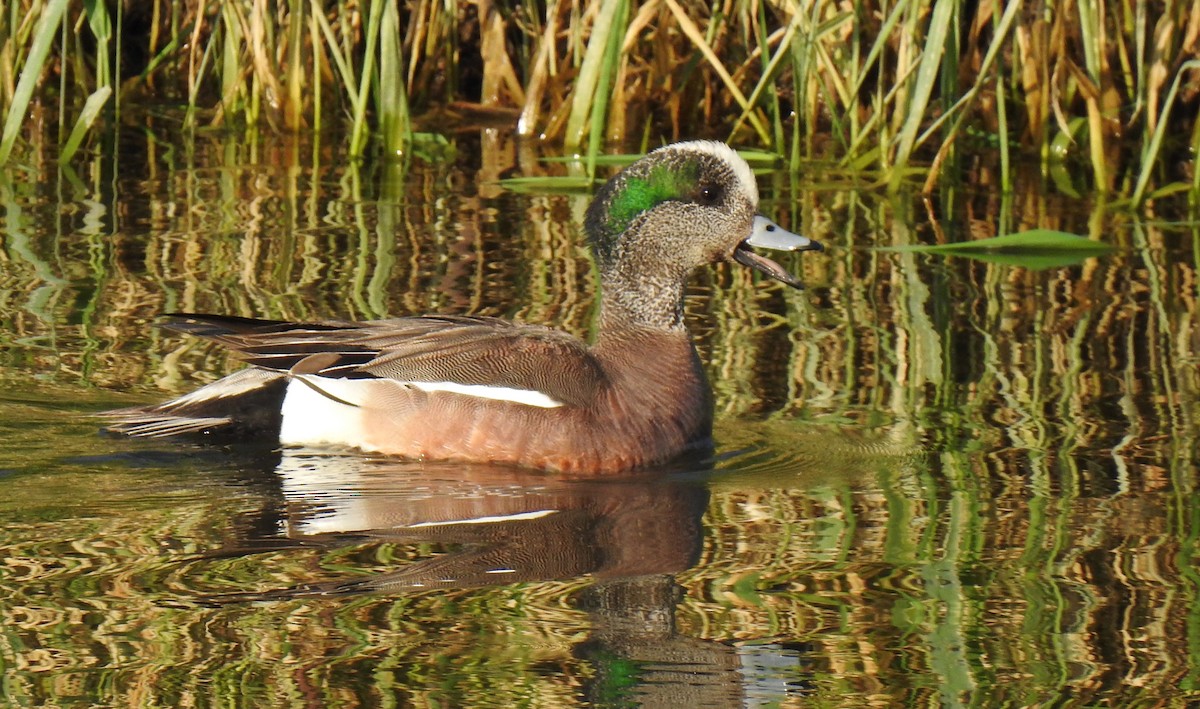 American Wigeon - ML587100891