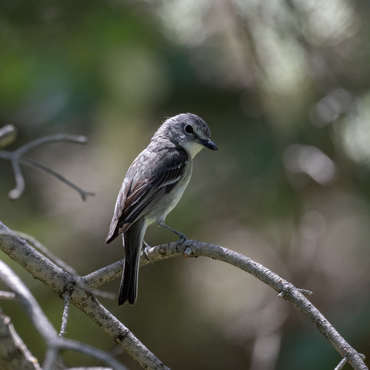 Plumbeous Vireo - ML587101541