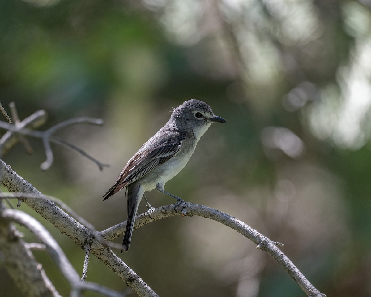 Plumbeous Vireo - ML587101551