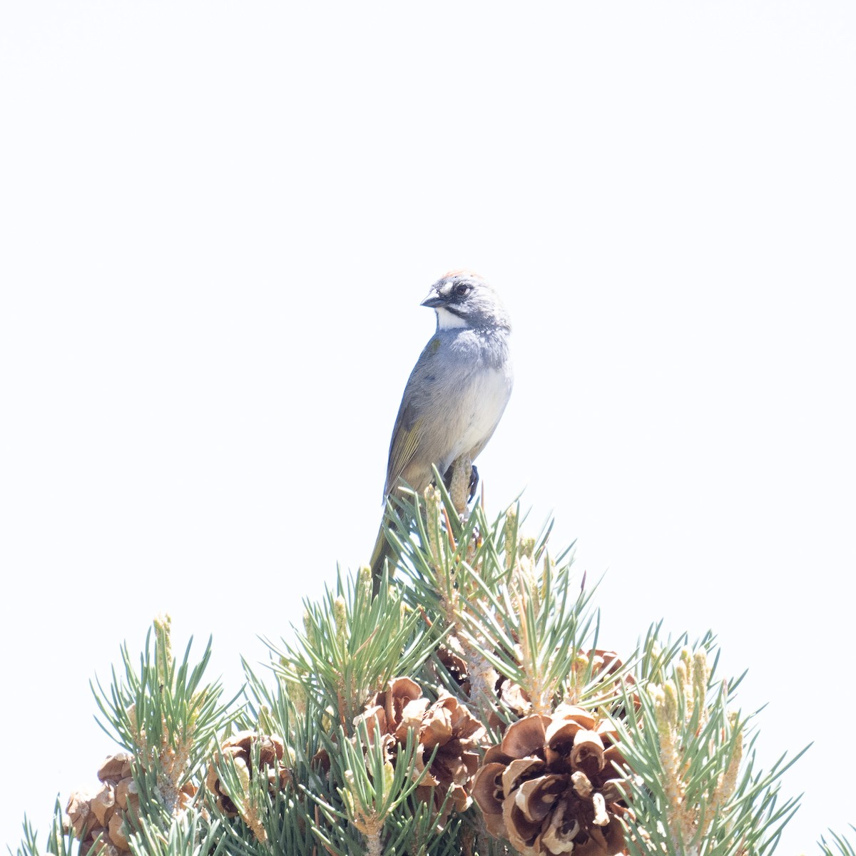 Green-tailed Towhee - ML587101601